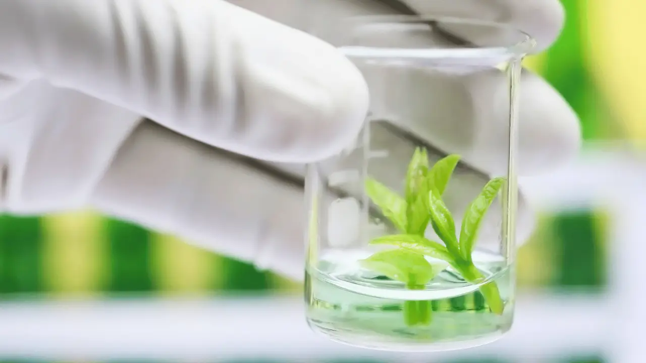 2.tissue culture services.16.9